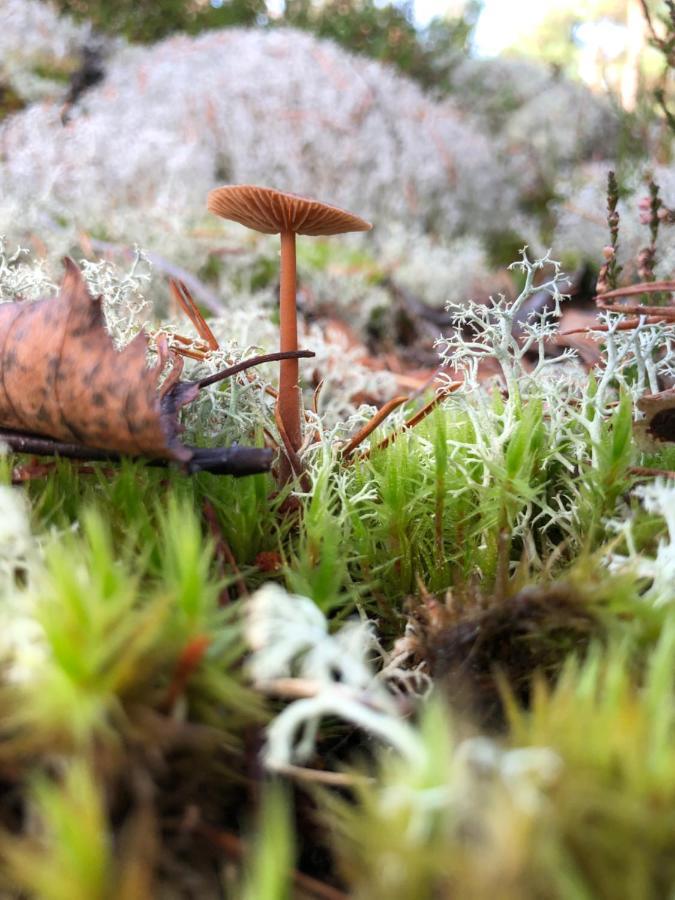 Mysig Och Modern Stuga Pa Snoegard, Naera Havet Och Naturen Lur  Εξωτερικό φωτογραφία
